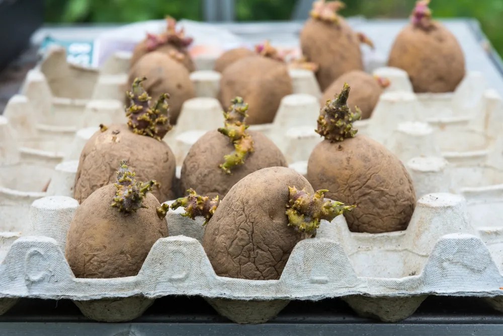Chitted potatoes