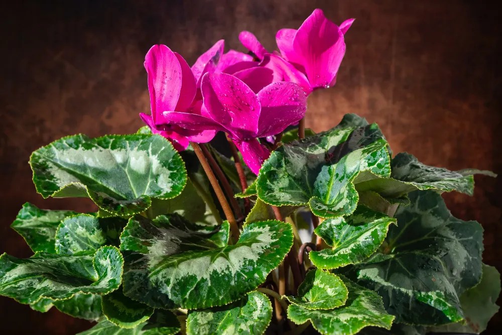 Cyclamen houseplant