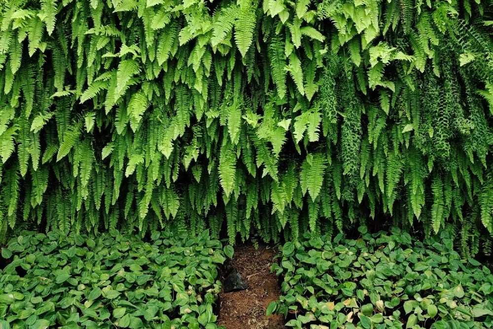 Fern Wall