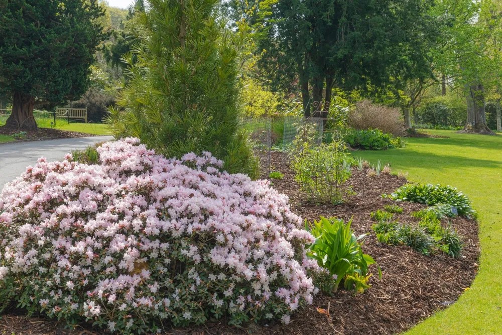 Ginny Gee Rhododendron