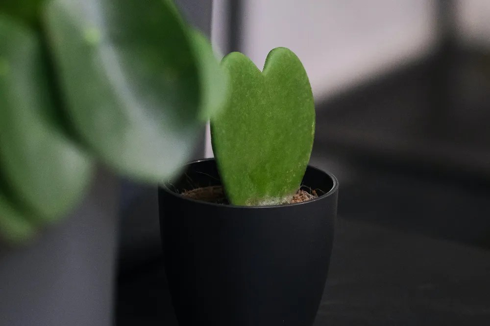 Sweetheart hoya houseplant
