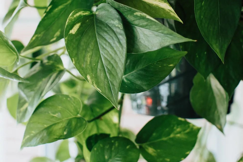 Heart-shaped Pothos