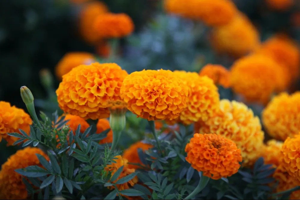 Marigold companion planting with basil