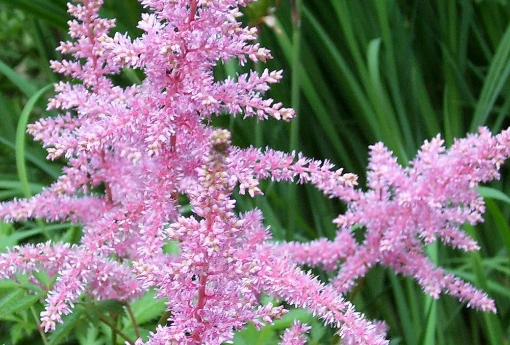 Pink Astilbe