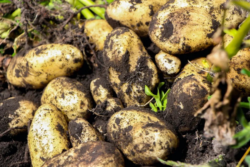 potatoes in soil