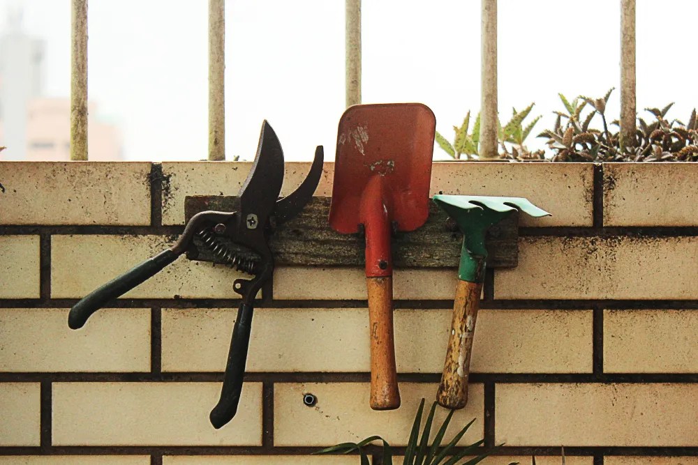 Pruning Asparagus Ferns