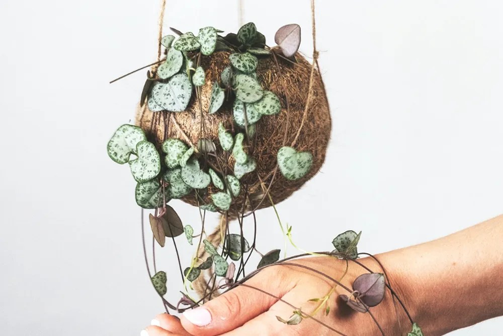 String of hearts houseplant