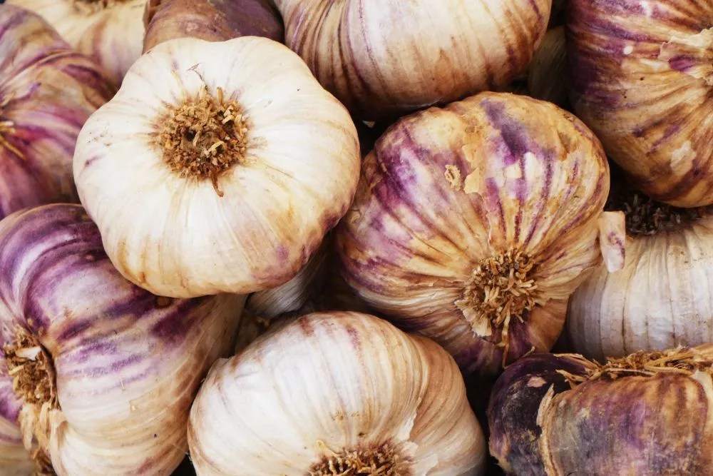 Types of garlic