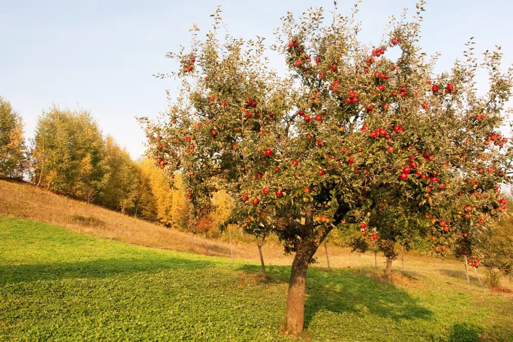 Apple Tree