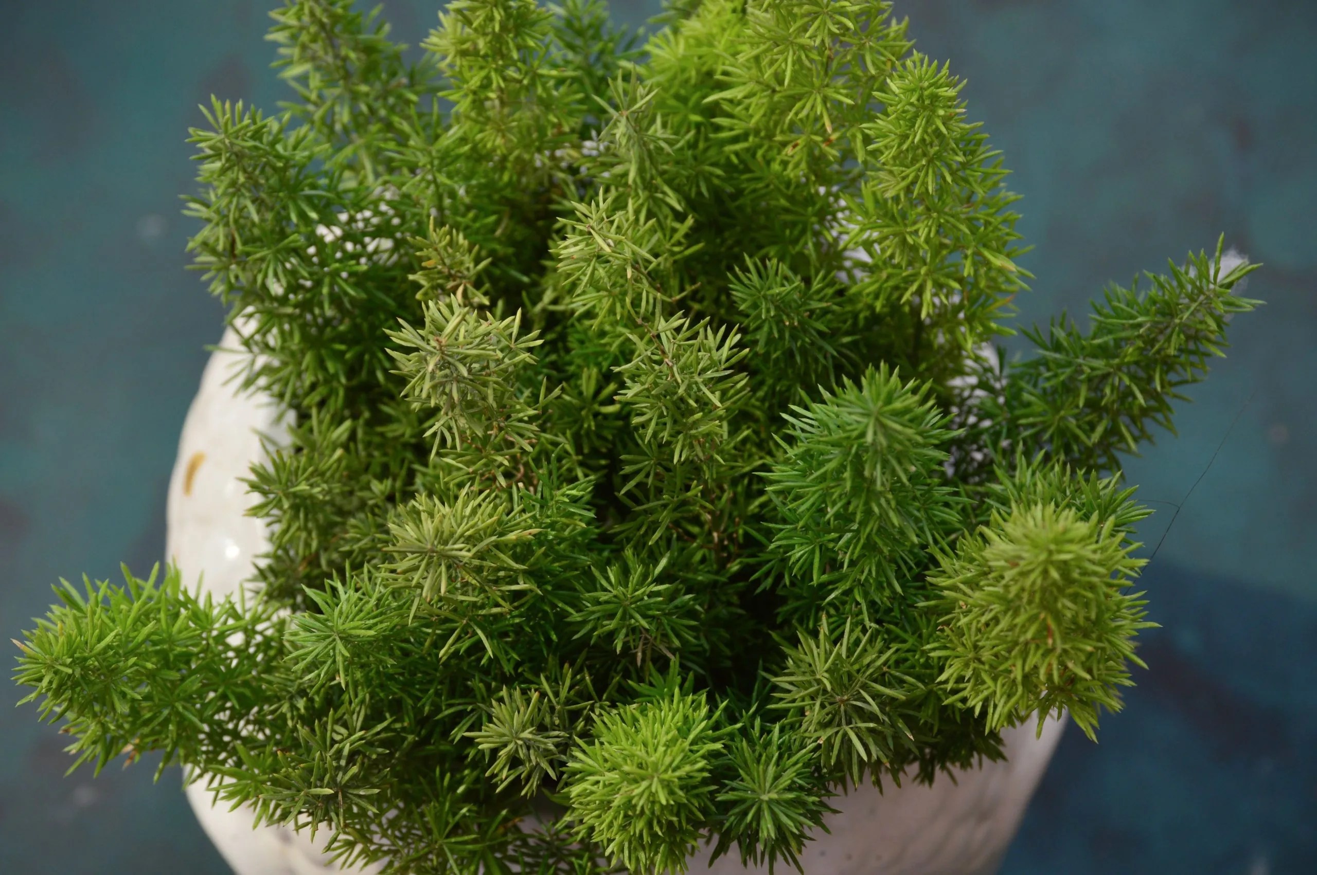 4 Types of Asparagus Ferns to Grow Indoors