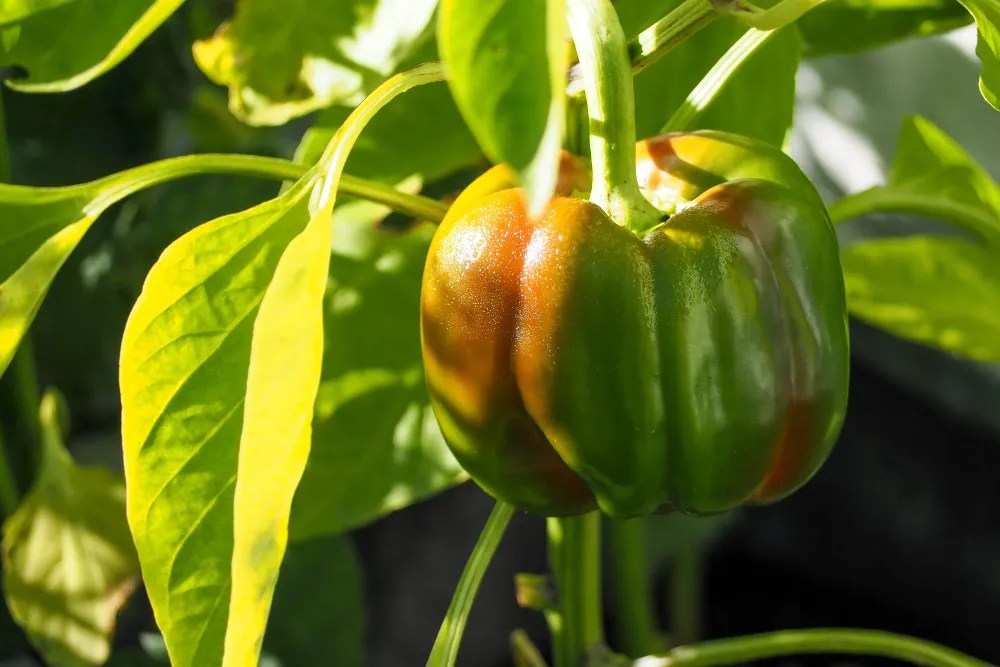 bell pepper in garden