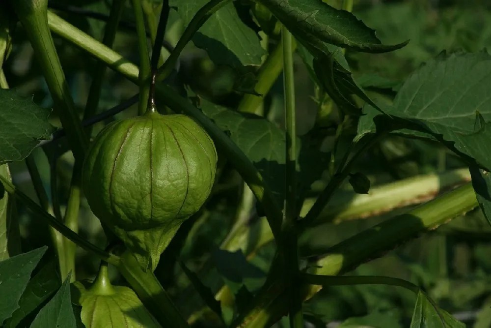 green color vegetable hanging on a tree
