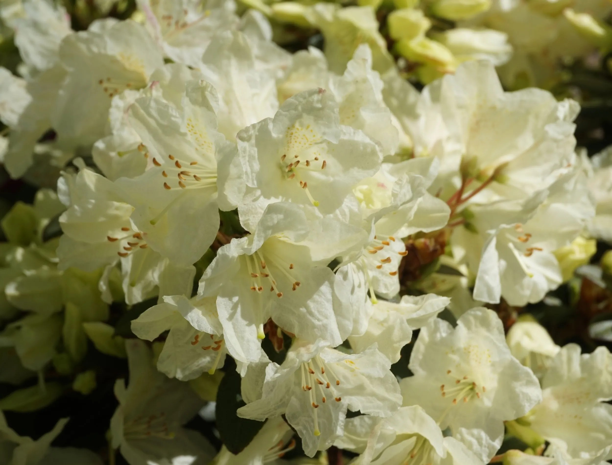 Rhododendron &lsquo;Towhead&rsquo; pale blonde flowers