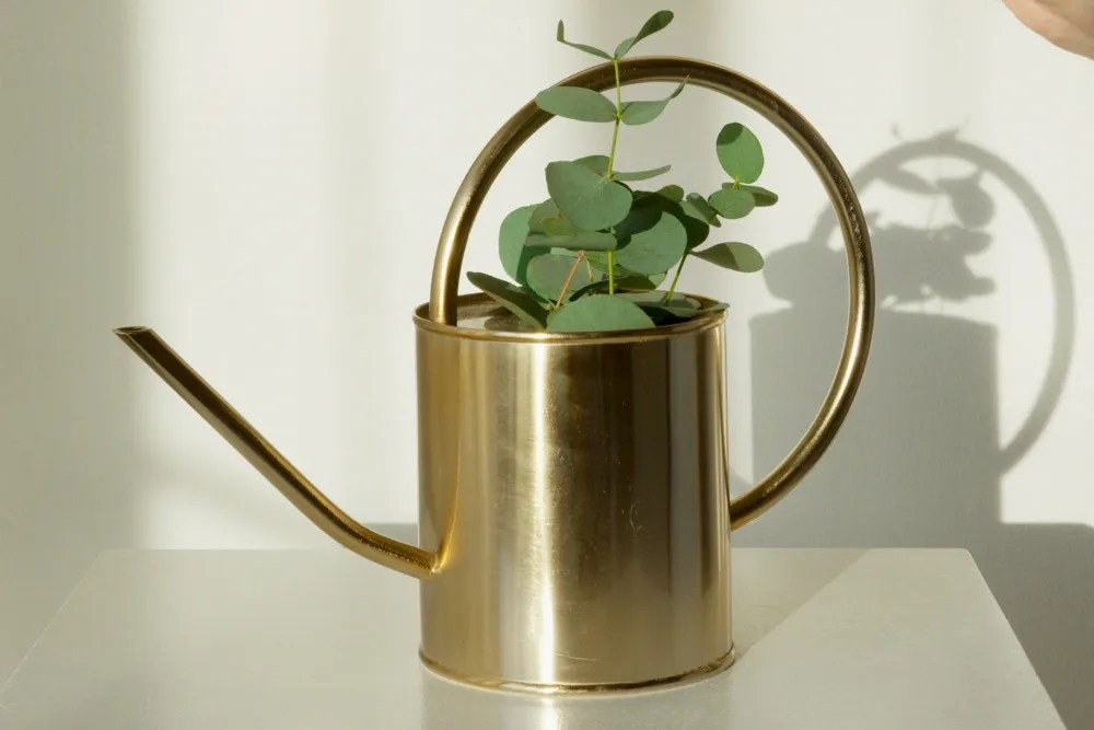 watering needs of eucalyptus houseplant