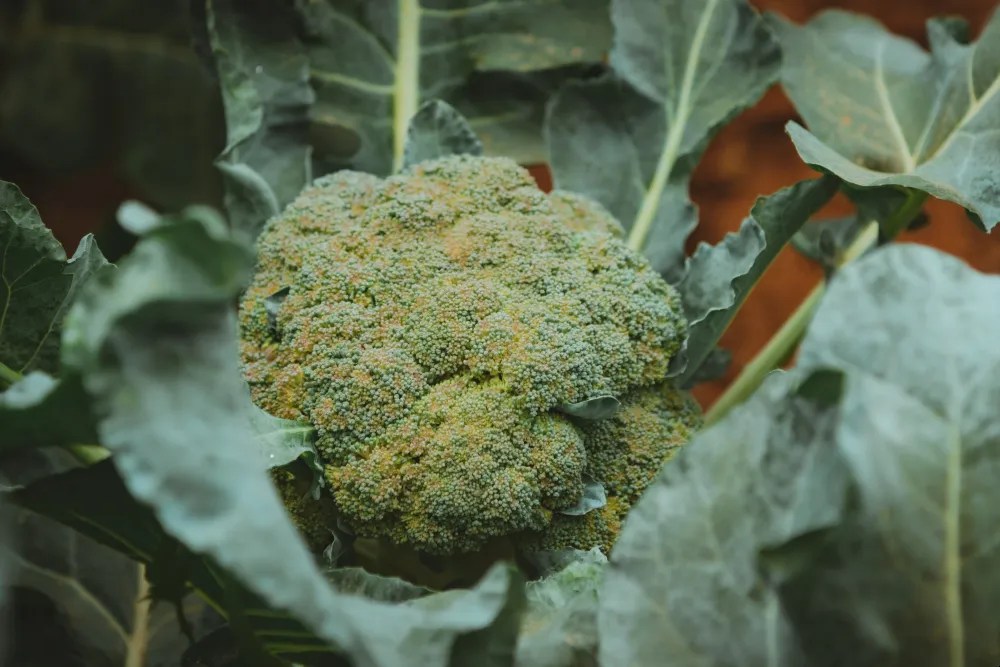 Growing broccoli in a container