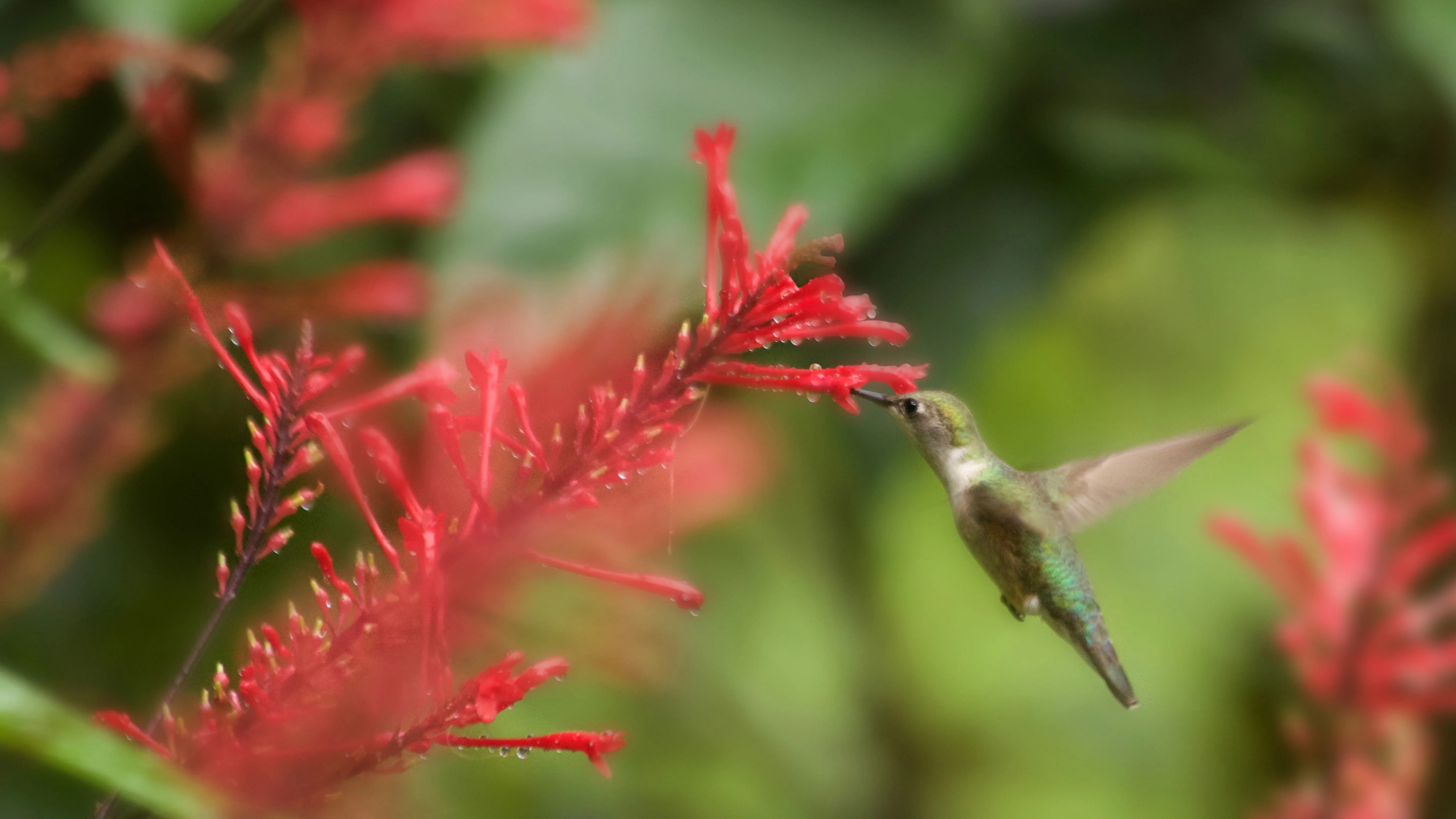 Hummingbird feeding on fire spike plant