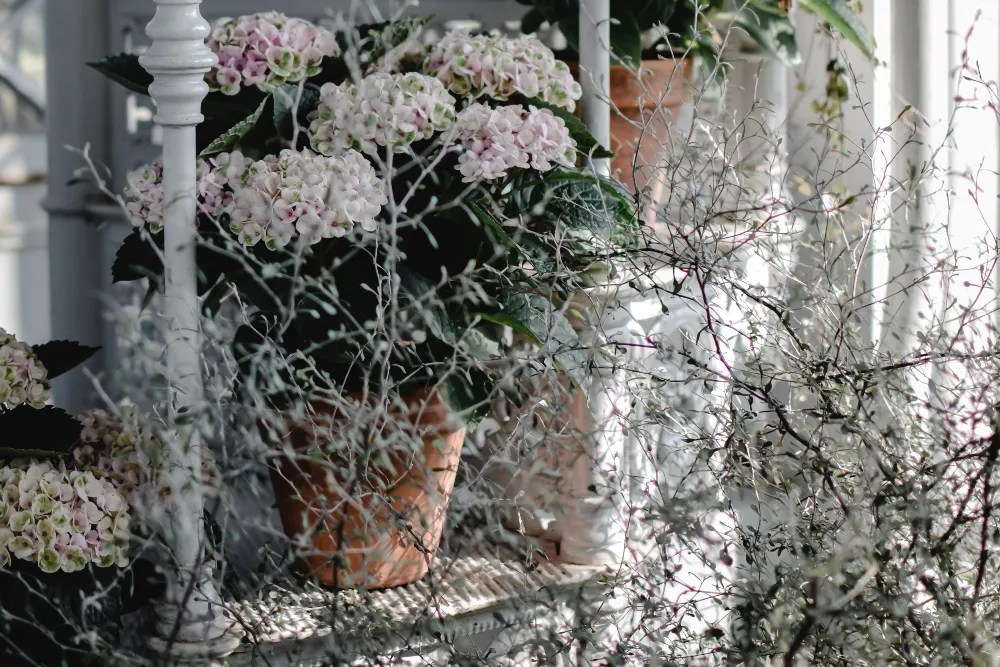 Flowers on stairs, hydrangeas