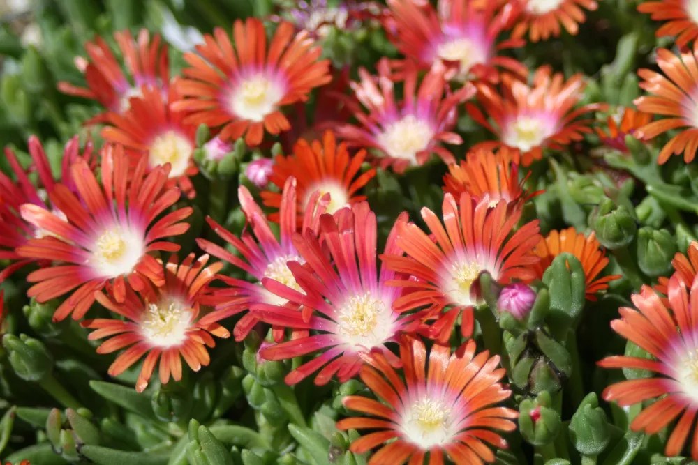 Ice plant are low-maintenance flowering perennials you can easily grow from seed.