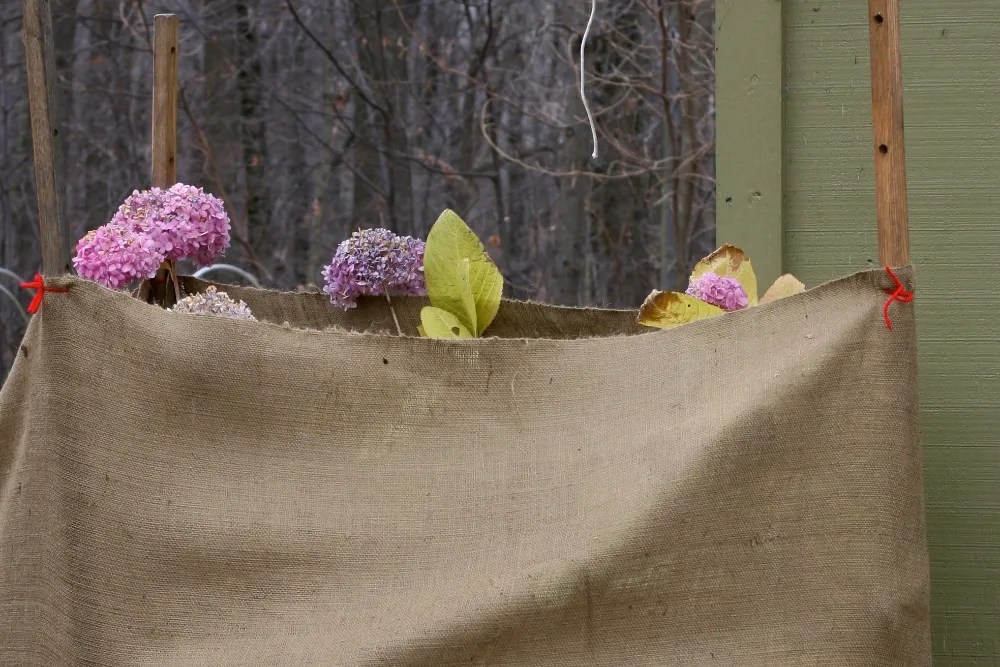 Protecting hydrangea plants using burlap