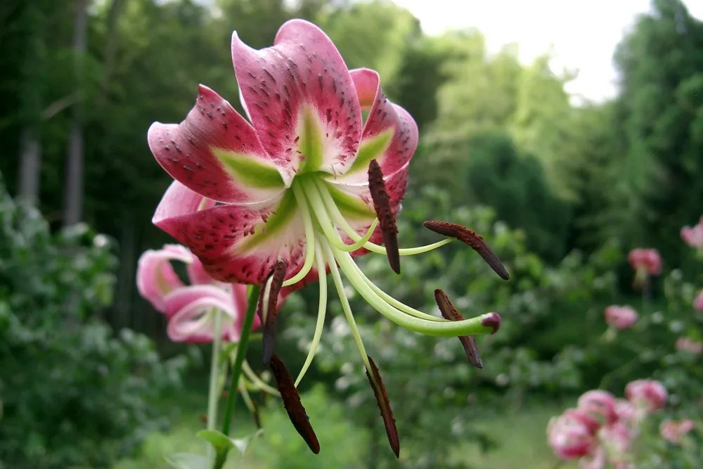 Oriental lily