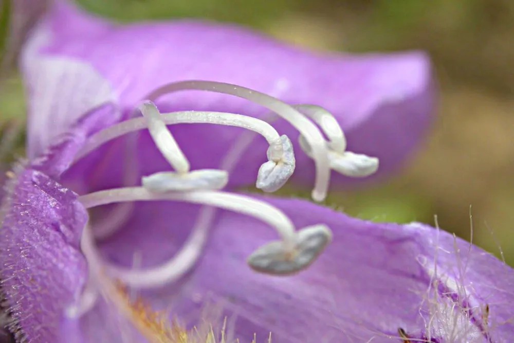 Purple flower with hairy pollen sac on penstemon perennials. Also known as beardtongue or bearded tongue.