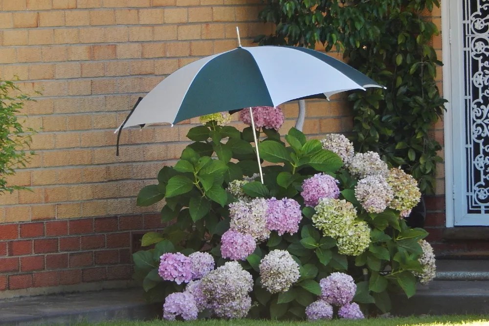 Hydrangeas in shade
