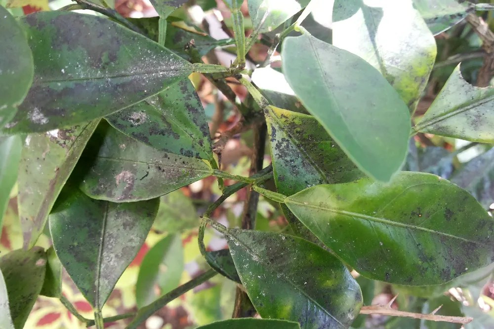 Scale houseplant pest