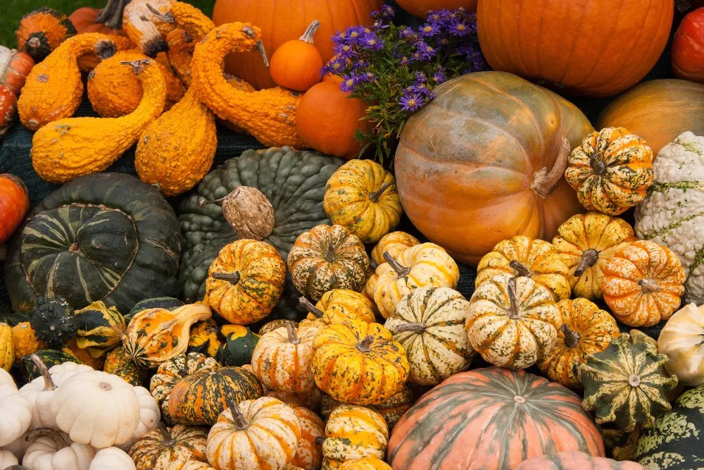 Different types of squash