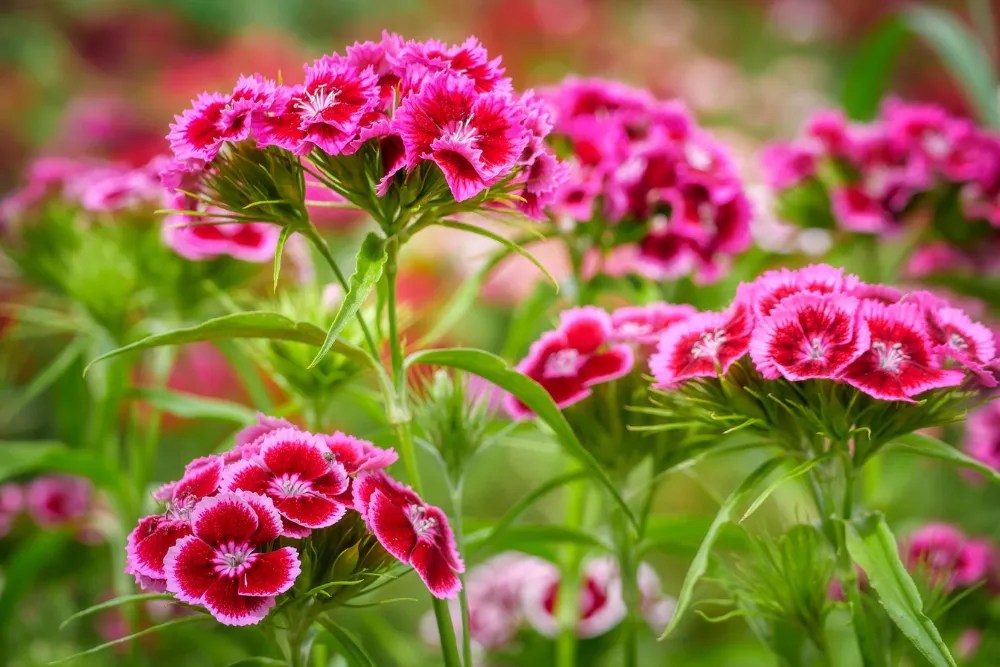 Sweet William perennials with pink and red flowers.