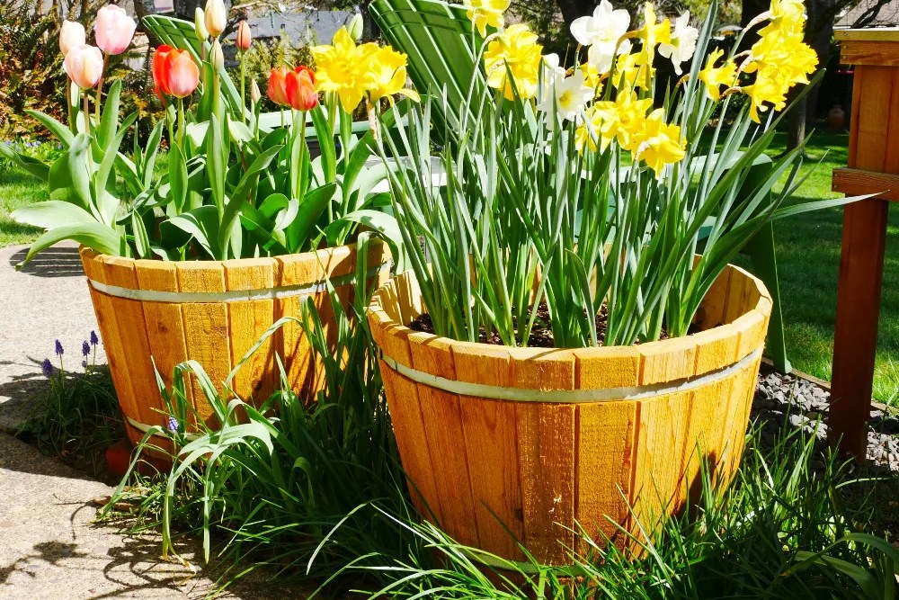 Tulip barrels for spring garden