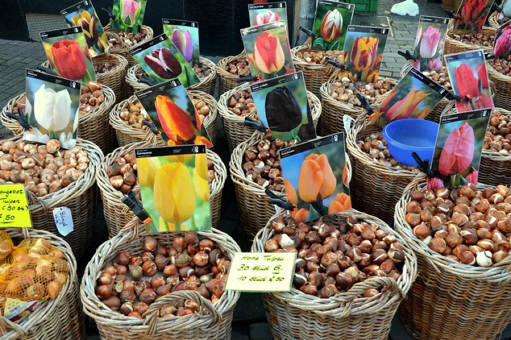 Tulip bulbs – grow tulips