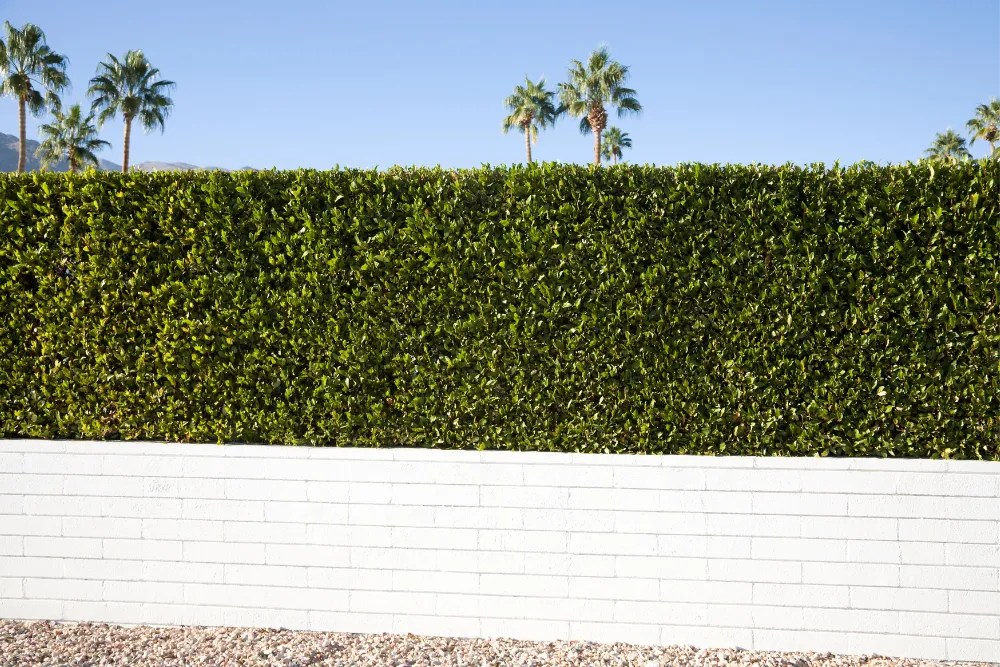 Privacy hedge