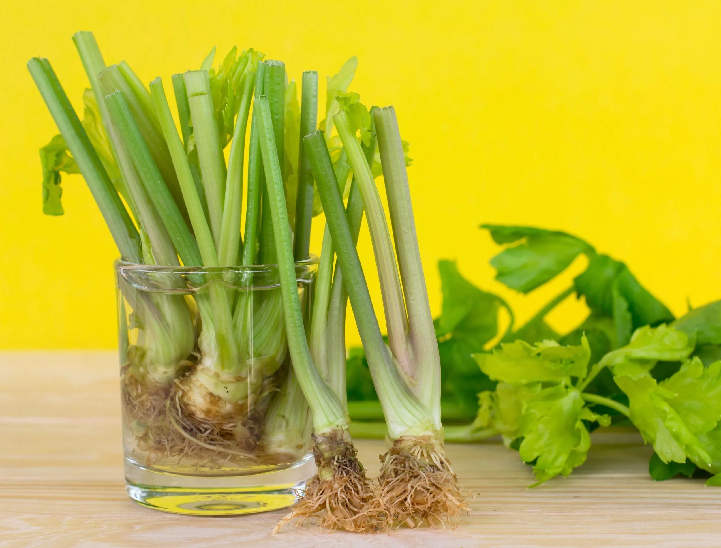 How To Grow Celery From a Stalk