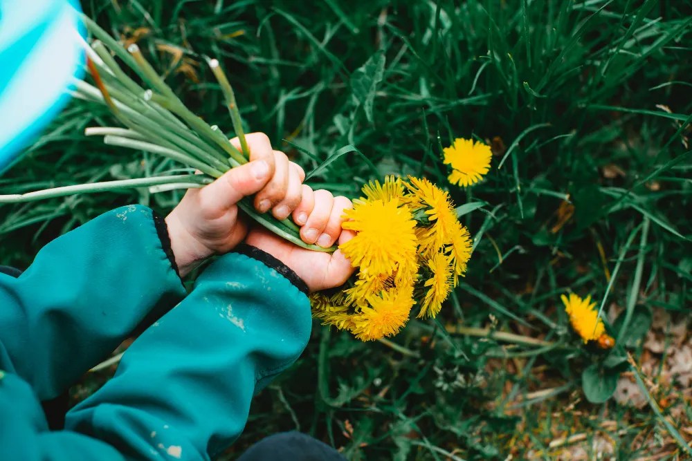 Person picking dandelions