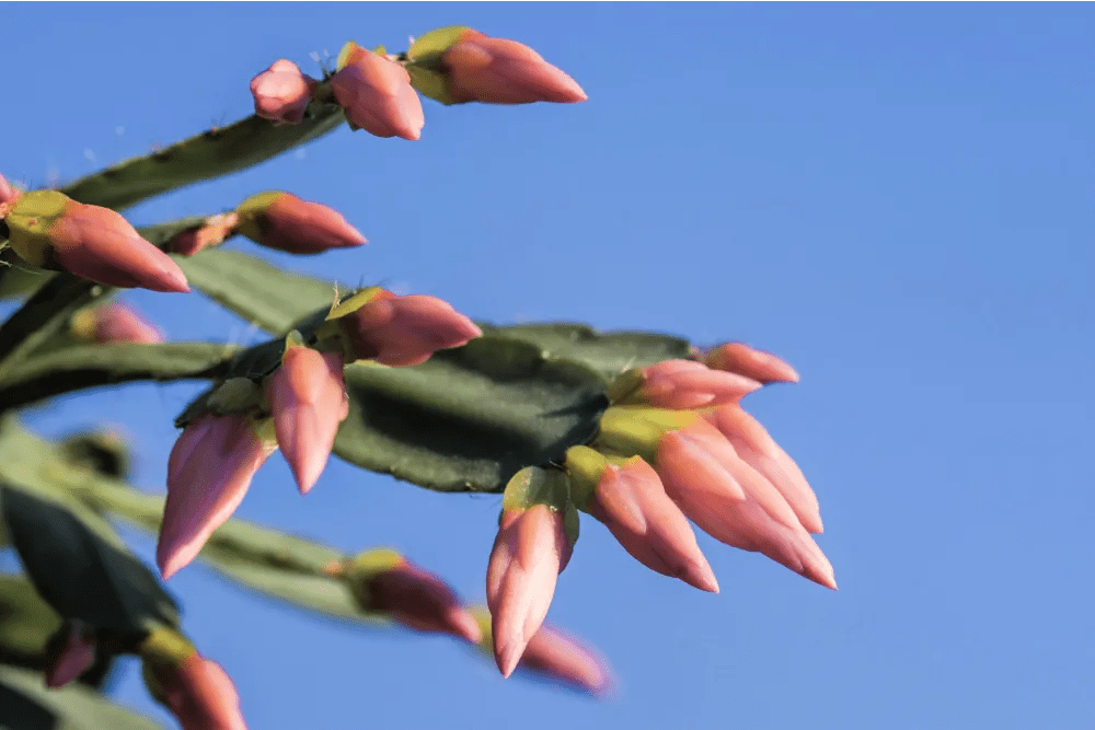 Pink Easter Cactus (Rhipsalidopsis rosea) in greenhouse, Moscow region, Russia