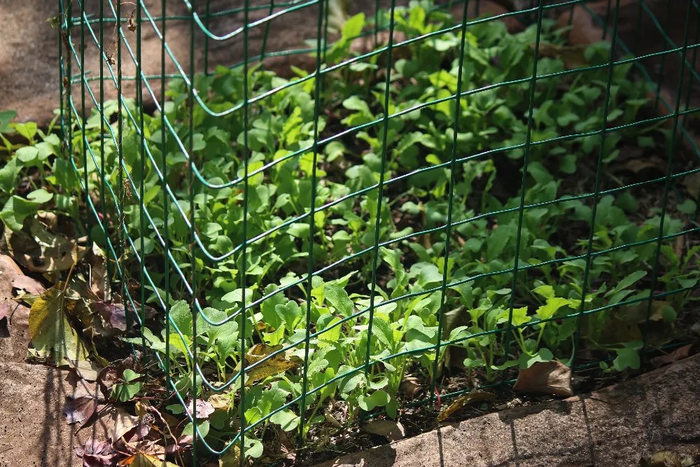 Fencing in garden to prevent chipmunks