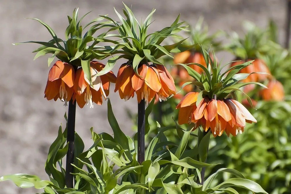 Crown imperial flowers