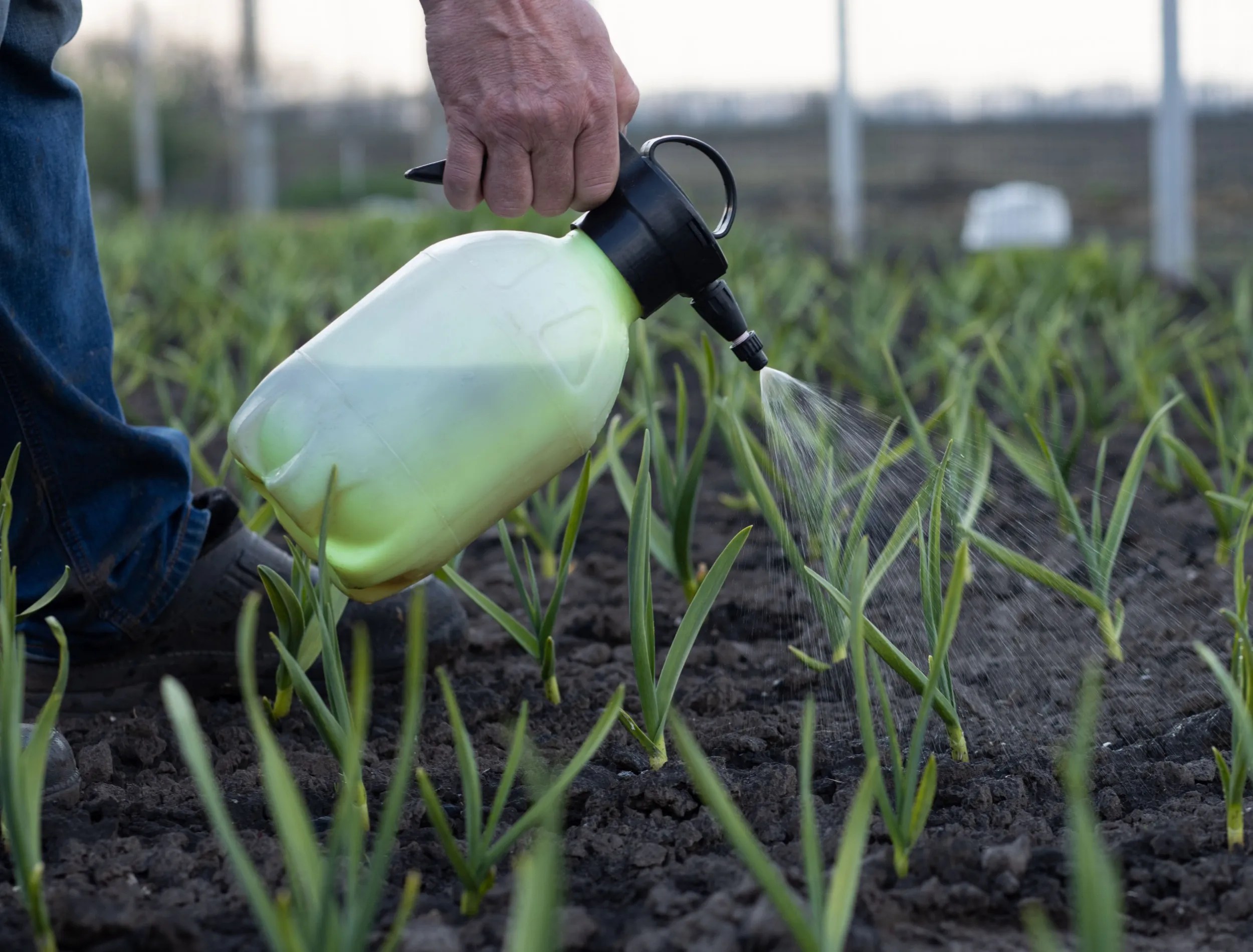Close-up of a man&rsquo;s hand fertilizing garlic with a special liquid in a garden bed in spring. Fertilizing the vegetable garden. Close-up. Place for your text.
