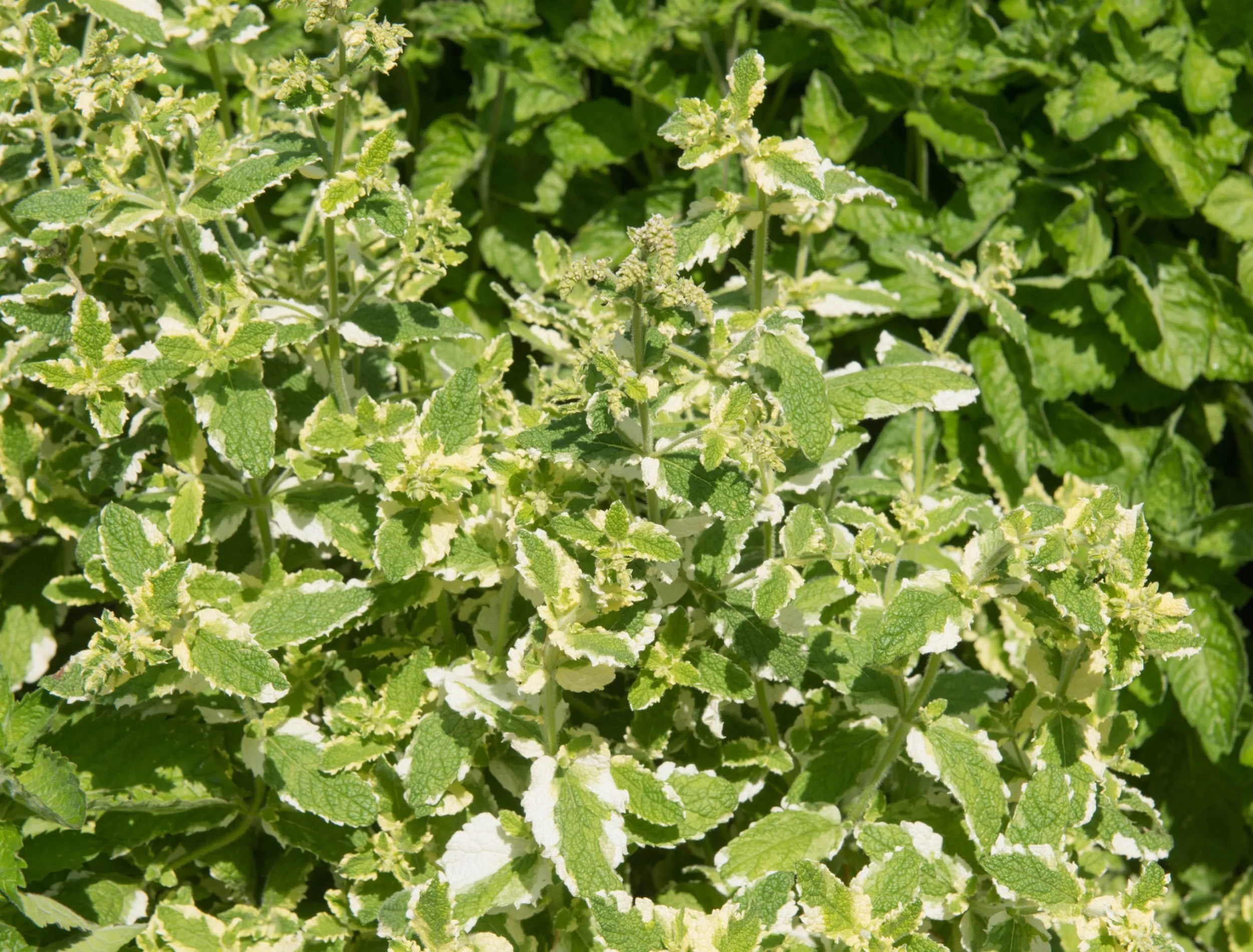 Home Grown Organic Ginger Mint Herb (Mentha x gracilis) Growing on an Allotment in a Vegetable Garden in Rural Surrey, England, UK