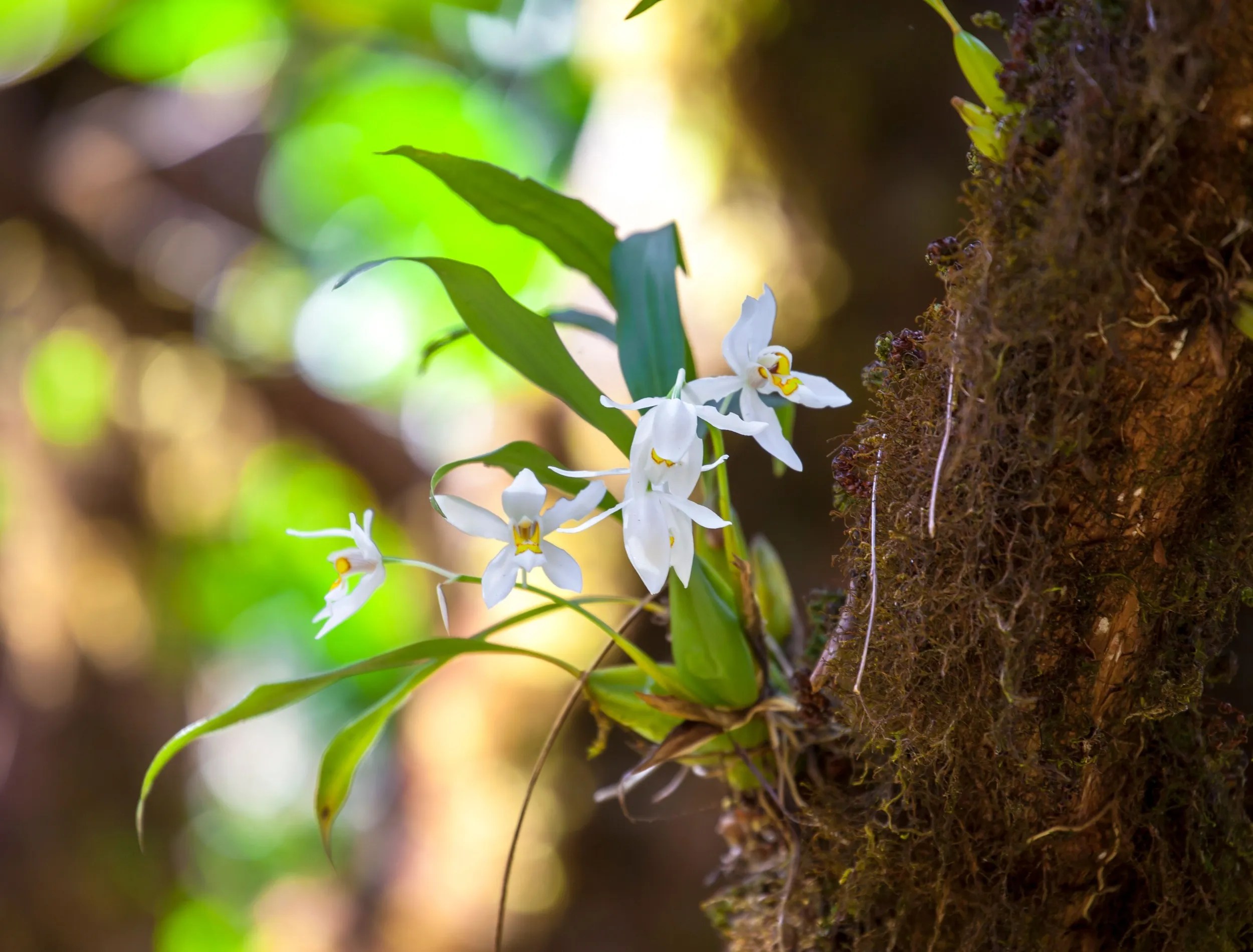 orchid on tree
