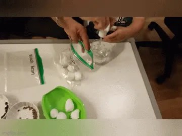 seed germination