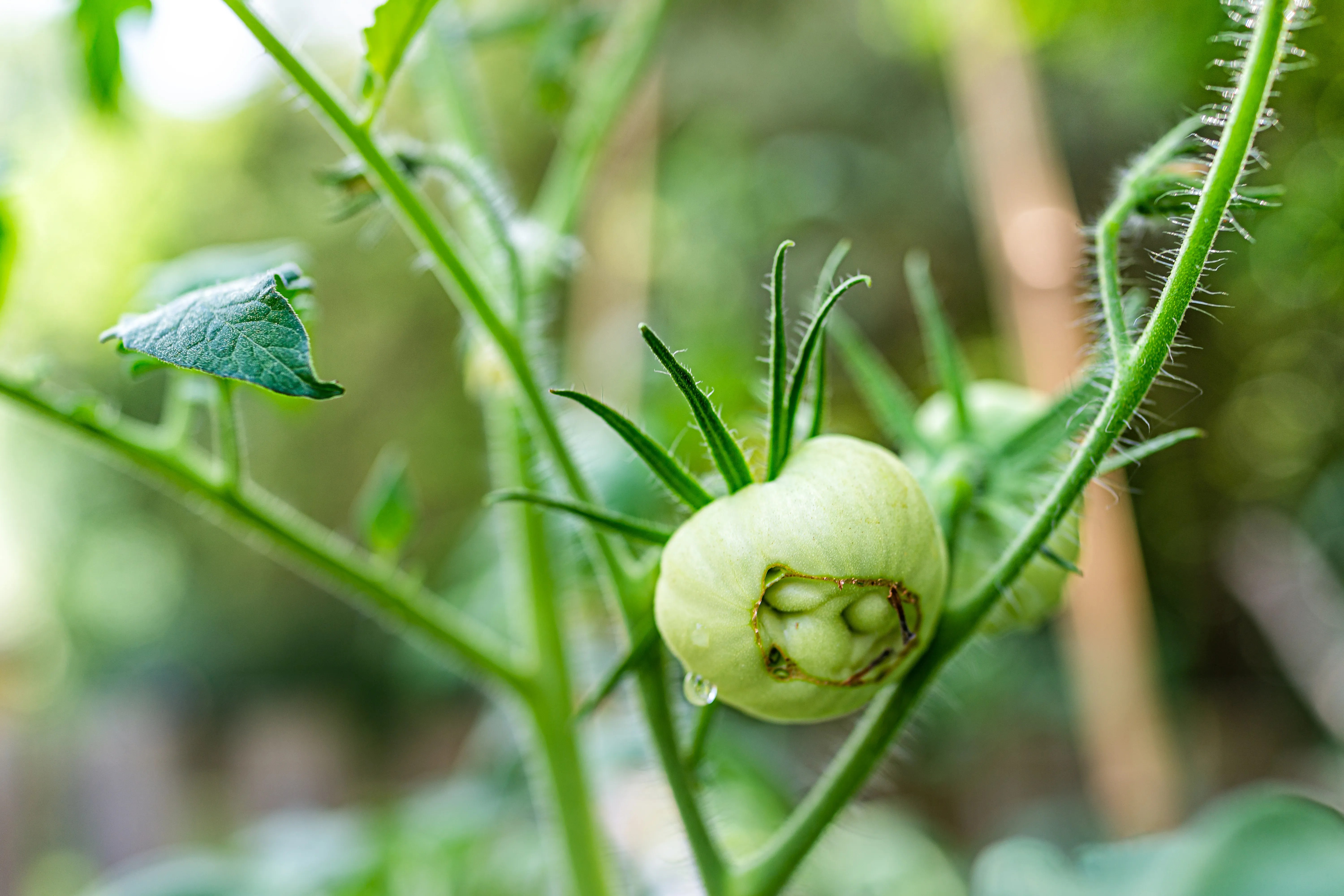 Green unripe catfaced tomato hanging growing on green vine on pl
