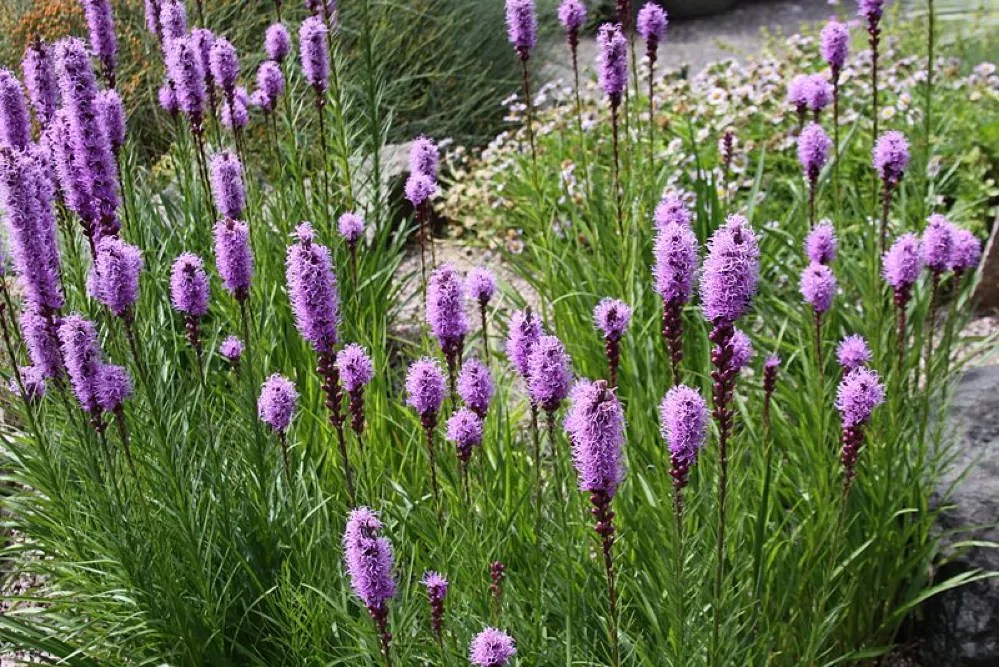 Grow blazing star in clay soil
