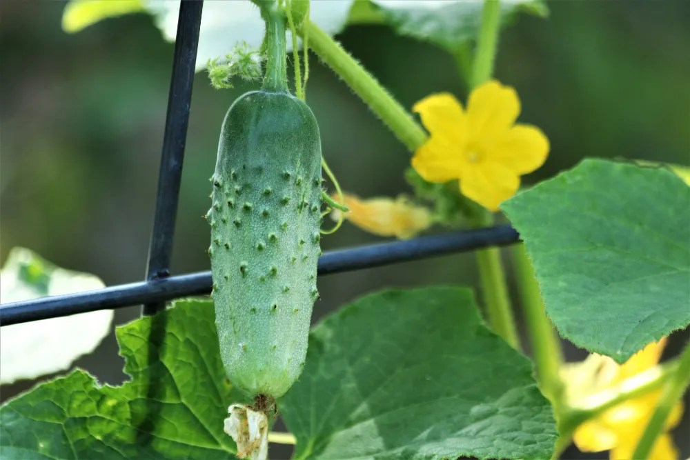 Cucumbers in home garden