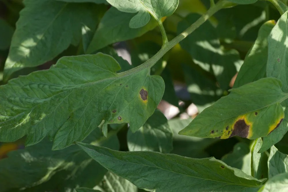 Tomatoes affected by early blight