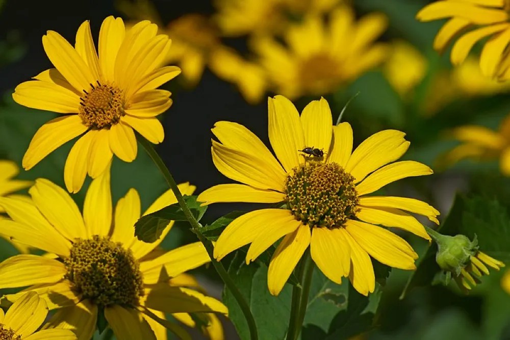 Fake sunflowers can grow in clay soil