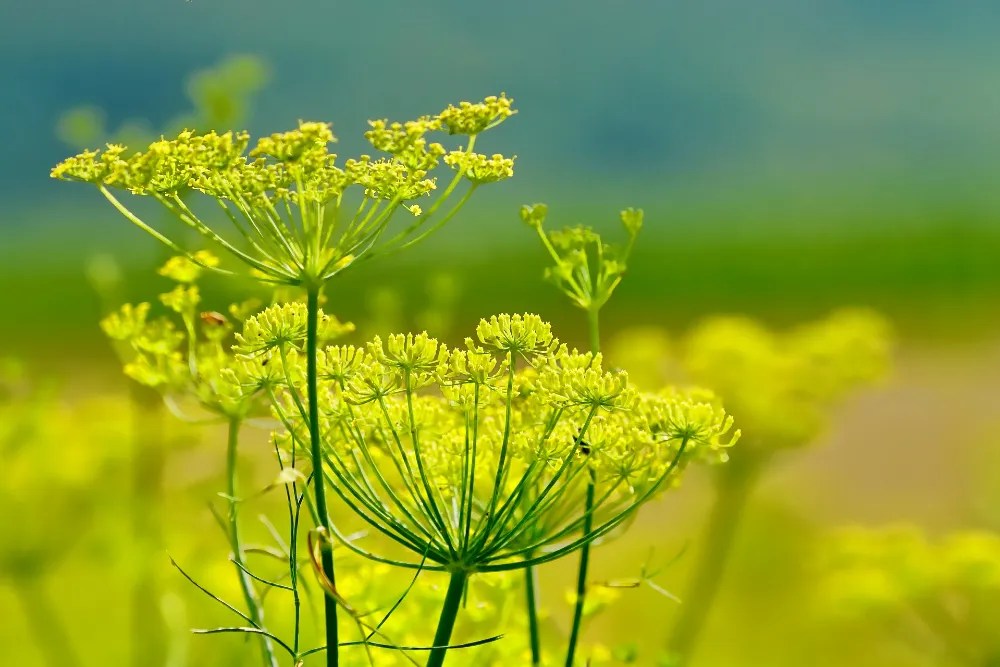 Fennel, a bad companion for basil