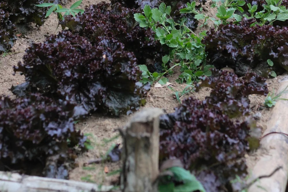 Kale in raised garden bed