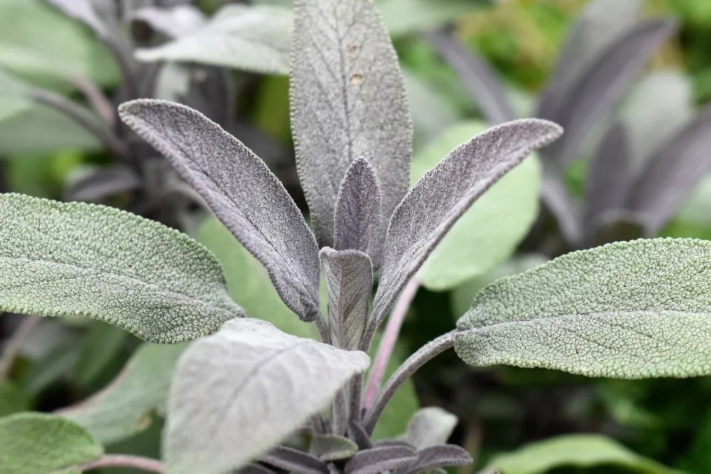 Sage, a bad companion for basil