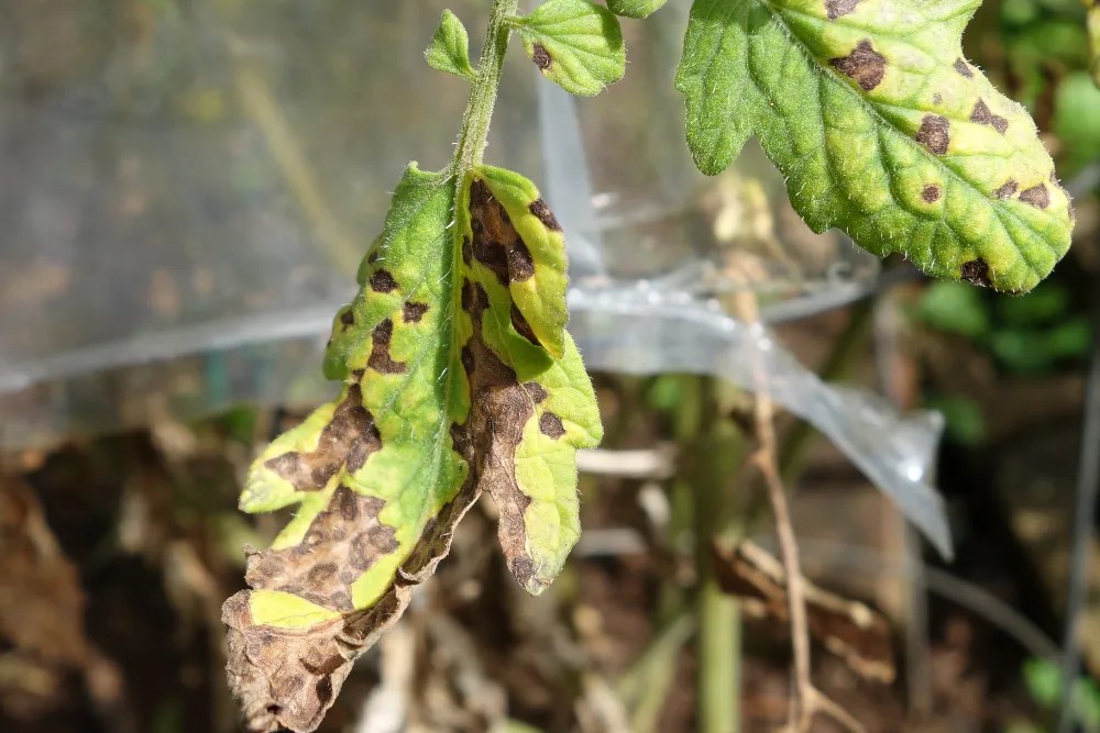 Septoria Leaf Spot in tomatoes